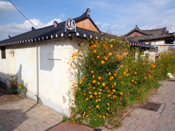 경주, 코스모스, 꽃, 황리단길, 봄