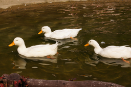 오리, 하얀오리, 연못, duck, whiteduck, pond, white, water