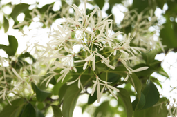 이팝나무, 영원한사랑, 자기향상, Chionanthus, retusus, 하얀꽃, 나무, 꽃, flower, white, green, lovely, 초여름, early, summer