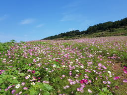 바다, 코스모스, 맑은하늘, 꽃, 꽃밭, 가을, 섬