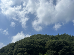 구름, 자연, 하늘, 나무, 숲, 여름, 가을, 낮, 오후, 낙엽