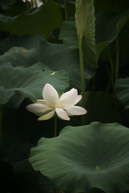 연꽃, 여름, 풍경, 꽃, 연꽃잎, 감성, 축제