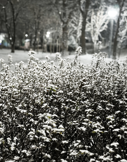 눈꽃, 겨울밤, 흰꽃, 밤산책, Snowy, Snowflower, Winter