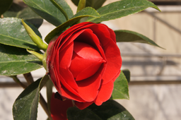 red, flower, green, spring, camellia, 카멜리아, 동백꽃, 레드, 붉은꽃, 봄꽃, 겨울, 꽃, 열정
