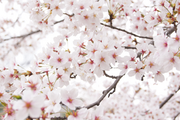 벛꽃, cherry, blossom, spring, 봄, 사랑, 벚꽃, 말고, 핑크, pink, flower, white, lovely