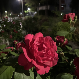 장미, 붉은장미, 빨간장미, 고화질, 선명한, 꽃, 여름