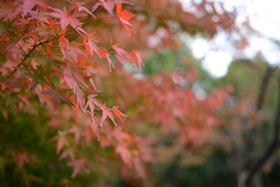가을, 단풍, autumn, 공원, 산책, 물들다, 스며들다, 낙엽, 초가을, 탄다, 감성, 가을향기