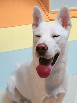 강아지, 개