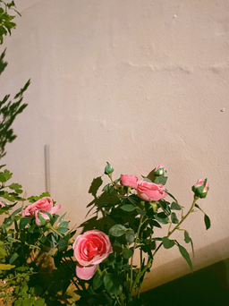 꽃, 화단, 장미, 담벼락, 손길, 자연, flower, rose