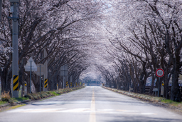 벚꽃, 벚꽃사진, 벚꽃풍경, 벚꽃나무, 봄꽃, 봄, 3월, 4월, 봄풍경, 봄사진, 보성, 도로, 벚꽃터널