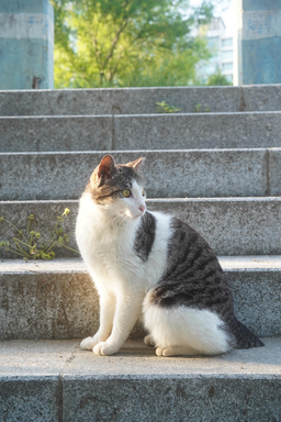 고양이, 풍경, 배경, 배경사진, 고양이배경, 자연, 귀여움, 배경화면
