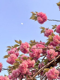 겹벚꽃, 하늘, 꽃, 벚꽃, 분홍, 풍경, 풍경사진, 배경, 배경사진, 달, 감성, 감성사진, 꽃배경, 봄꽃, 봄