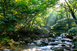 background, forest, green, landscape, light, mountain, natural, nature, outdoor, river, stream, sun, 숲, 산속, 빛줄기, 나무, 냇물