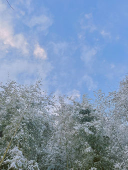 하늘, 겨울, 눈, 나무, 자연, 힐링, 숲, snow, winter