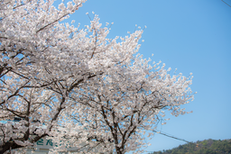 벚꽃, 벚꽃사진, 벚꽃풍경, 벚꽃나무, 봄꽃, 봄, 3월, 4월, 봄풍경, 봄사진, 보성
