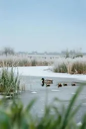 배경화면