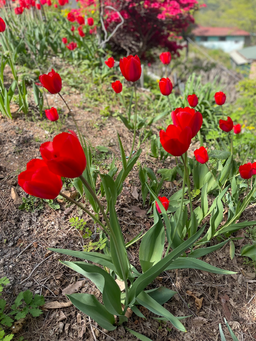 튤립, 꽃, flower, 화단, 정원, 자연, 힐링, 예쁜, red, 붉은