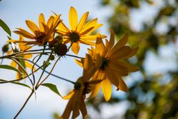 노란꽃, 들꽃, 야생화, 꽃잎, 꽃송이, 개화, 식물, 자연풍경, 꽃사진, 식물사진