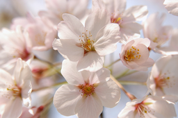 Cherry, Blossom, 벚꽃, 봄꽃, 눈부신, 투명한, 연약해보이는, Spring
