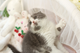 고양이, 스코티시폴드, 스코티쉬폴드, 폴드고양이, 아기고양이, 새끼고양이, 반려동물, 애완동물, 귀여운동물, 동그란, 폴드, 그레이