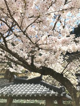 벚꽃, flower, 분위기, 아련함, 아련한
