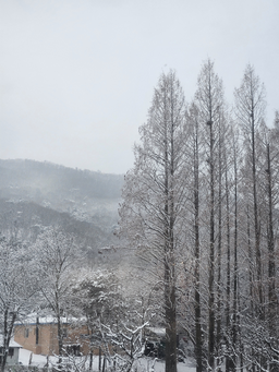 자연, 날씨, 얼음, 겨울, 눈, 눈보라, 폭풍, 배경, 배경화면, 세로
