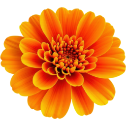 입학, 졸업, 꽃, 꽃잎, 봄, 야생화, 주황색, 금송화, entrance, graduation, flower, petals, spring, wildflower, orange, marigold