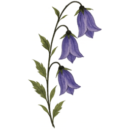 멸종위기, 식물, 희귀생물, 보호종, 멸종위기식물, 환경보호, 생물다양성, 지구의날, 생태그림, 자연일러스트, 먹물드로잉, 연필스케치, 손그림스타일, 수묵화느낌, 감성일러스트, 한국화스타일, 자연드로잉, 희귀식물, 야생화그림, 숲속동물, 식물일러스트, 교육자료, 인테리어소품, 투명배경PNG, 스톡일러스트