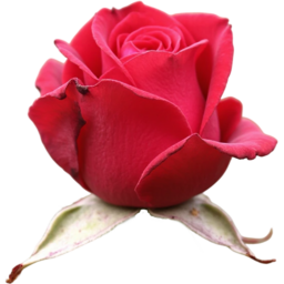 입학, 졸업, 꽃, 꽃잎, 여름, 야생화, 빨간색, 장미, entrance, graduation, flower, petal, summer, WildFlower, RedRose, rose