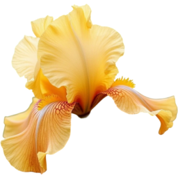 입학, 졸업, 꽃, 꽃잎, 여름, 야생화, 노란색, 붓꽃, entrance, graduation, flower, petal, summer, WildFlower, YellowIris, Iris