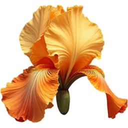 입학, 졸업, 꽃, 꽃잎, 여름, 야생화, 노란색, 붓꽃, entrance, graduation, flower, petal, summer, WildFlower, YellowIris, Iris