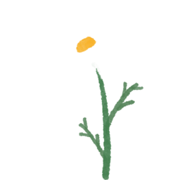 꽃, 데이지, 들꽃, 손그림, 식물, 여름, 자연, 화초, 샤스타데이지, 한송이, 흰꽃