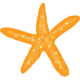 불가사리, 해변 불가사리, 바다생물, starfish, sea