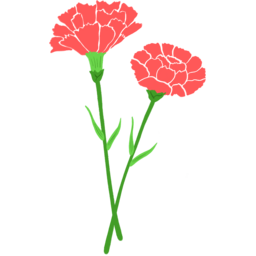 카네이션, 스승의날, 효도, 사랑, 감사, 어버이날