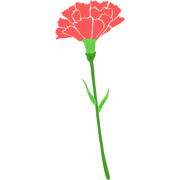 카네이션, 스승의날, 효도, 사랑, 감사, 어버이날