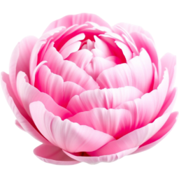 입학, 졸업, 꽃, 꽃잎, 여름, 야생화, 붉은색, 작약, entrance, graduation, flower, petal, summer, WildFlower, red, peony