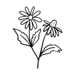 카네이션, 어버이날, 꽃, 일러스트, 스승의날, 꽃잎, 잎사귀, 라인드로잉, 잎, 식물