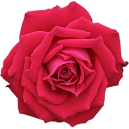 입학, 졸업, 꽃, 꽃잎, 여름, 야생화, 빨간색, 장미, entrance, graduation, flower, petal, summer, WildFlower, RedRose, rose