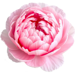 입학, 졸업, 꽃, 꽃잎, 여름, 야생화, 붉은색, 작약, entrance, graduation, flower, petal, summer, WildFlower, red, peony