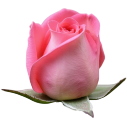 입학, 졸업, 꽃, 꽃잎, 여름, 야생화, 빨간색, 장미, entrance, graduation, flower, petal, summer, WildFlower, RedRose, rose
