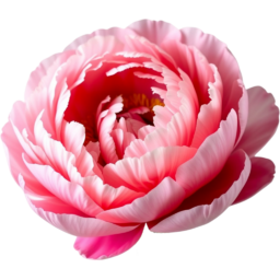 입학, 졸업, 꽃, 꽃잎, 여름, 야생화, 붉은색, 작약, entrance, graduation, flower, petal, summer, WildFlower, red, peony