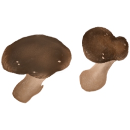 버섯, 건강, 음식, 버섯일러스트, 표고버섯, 느타리버섯, mushroom