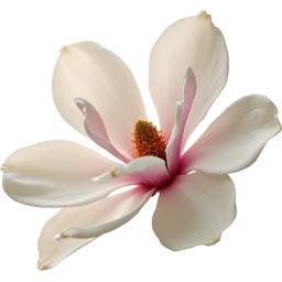입학, 졸업, 꽃, 꽃잎, 봄, 야생화, 연분홍색, 목련꽃, entrance, graduation, flower, petals, spring, wildflower, LightPink, magnolia
