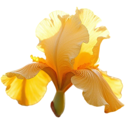 입학, 졸업, 꽃, 꽃잎, 여름, 야생화, 노란색, 붓꽃, entrance, graduation, flower, petal, summer, WildFlower, YellowIris, Iris