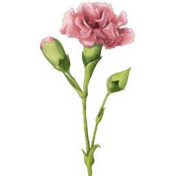 어버이날꽃, 카네이션, 고마워요, 감사해요, 사랑해요, 스승의날, 꽃, 일러스트, 그림, 일러, 어버이날, 고맙습니다, 5월15일, 5월8일, 분홍색꽃, 수채화느낌의, 수채화, 감성, 꽃그림
