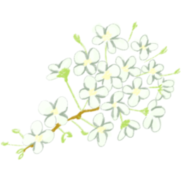 탄생화, 꽃, 일러스트, 손그림, 1월, 수선화, 2월, 물망초, 3월, 벚꽃, 4월, 아네모네, 5월, 튤립, 6월, 장미, 7월, 해바라기, 8월, 양귀비, 9월, 다알리아, 10월, 조팝나무, 11월, 금잔화, 12월, 동백꽃
