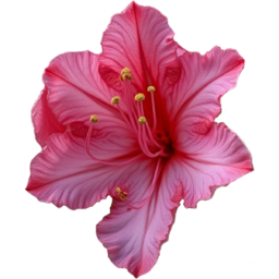 입학, 졸업, 꽃, 꽃잎, 봄, 야생화, 분홍색, 진달래꽃, entrance, graduation, flower, petals, spring, wildflower, pink, azalea
