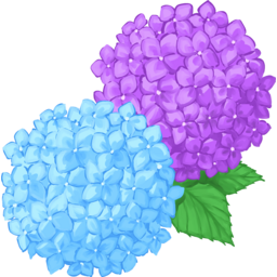 수국, 파랑, 보라, 꽃, 여름