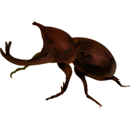 Longicorn, 동물, beetle, Longicornbeetle, 장수풍뎅이, 풍뎅이, 곤충, bug, insect