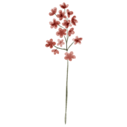 plant, flower, garden, floral, botanical, 식물, 풀, 꽃, 정원, 자연, nature, 들꽃